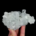 specimen video
