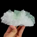 specimen video