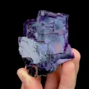specimen video