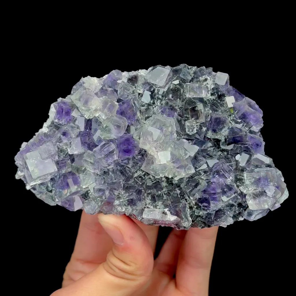 specimen video