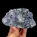 specimen video