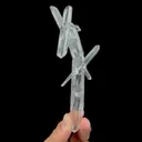 specimen video