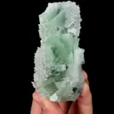 specimen video