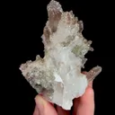 specimen video