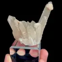 specimen video