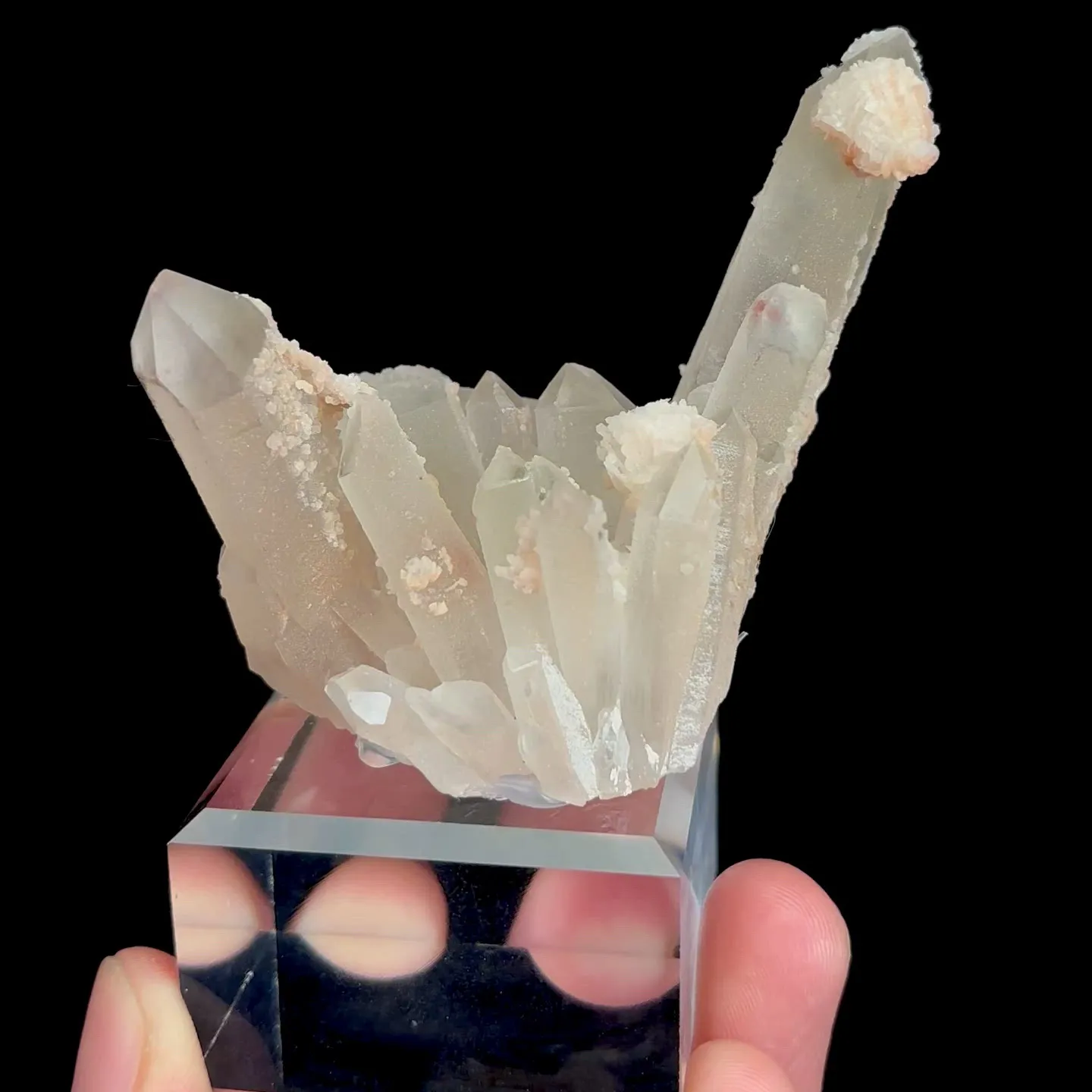 specimen video