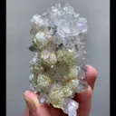 specimen video