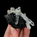 specimen video
