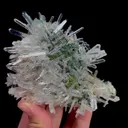 specimen video