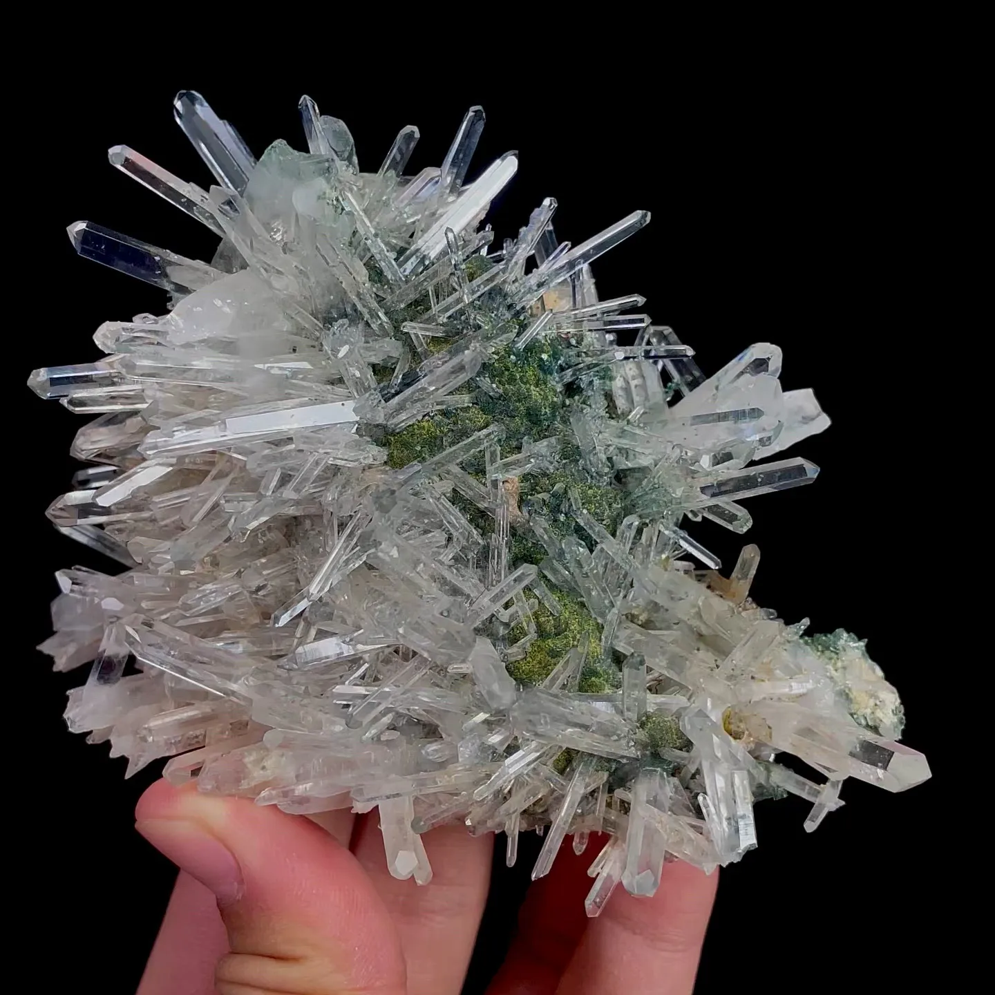 specimen video