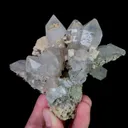 specimen video