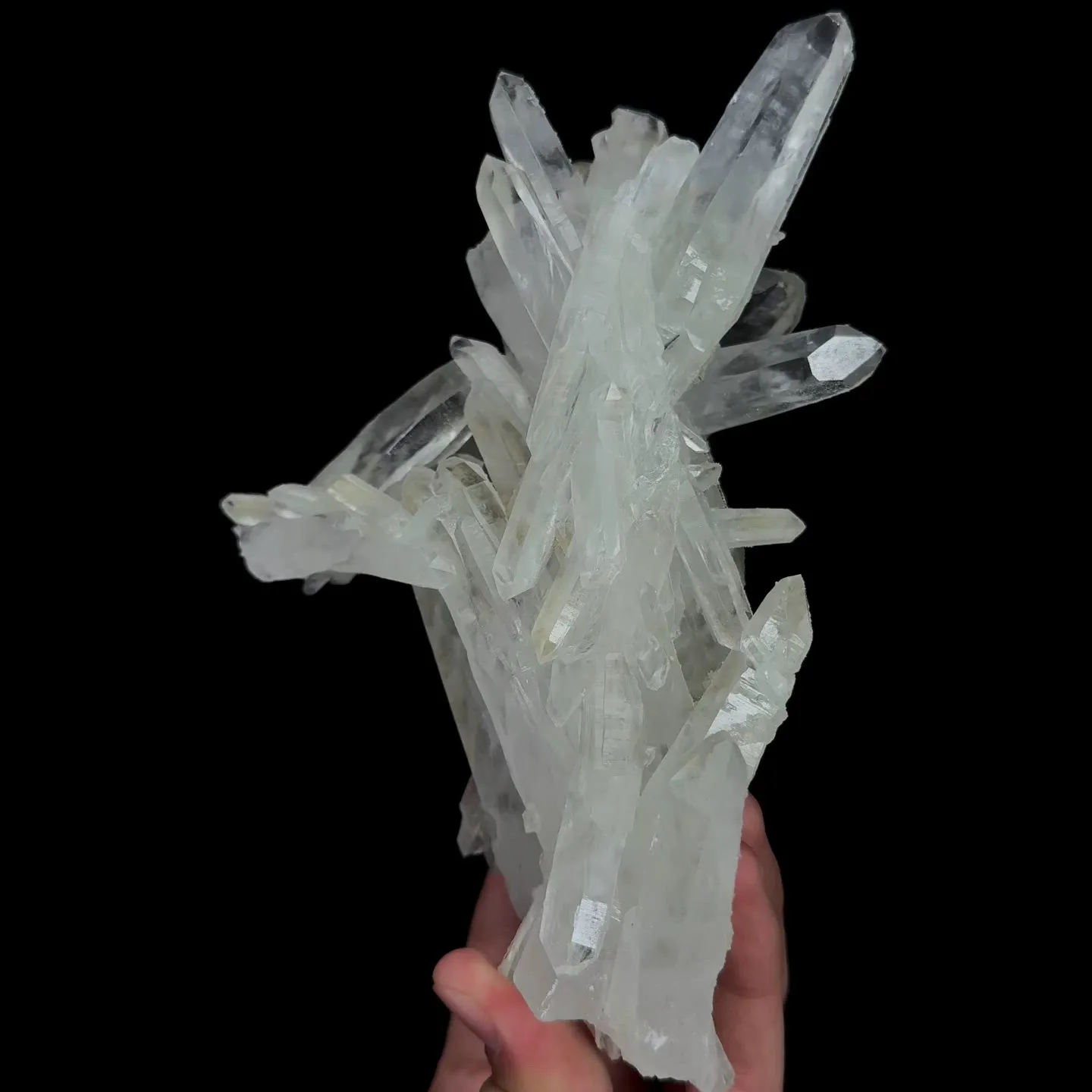 specimen video