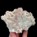specimen video
