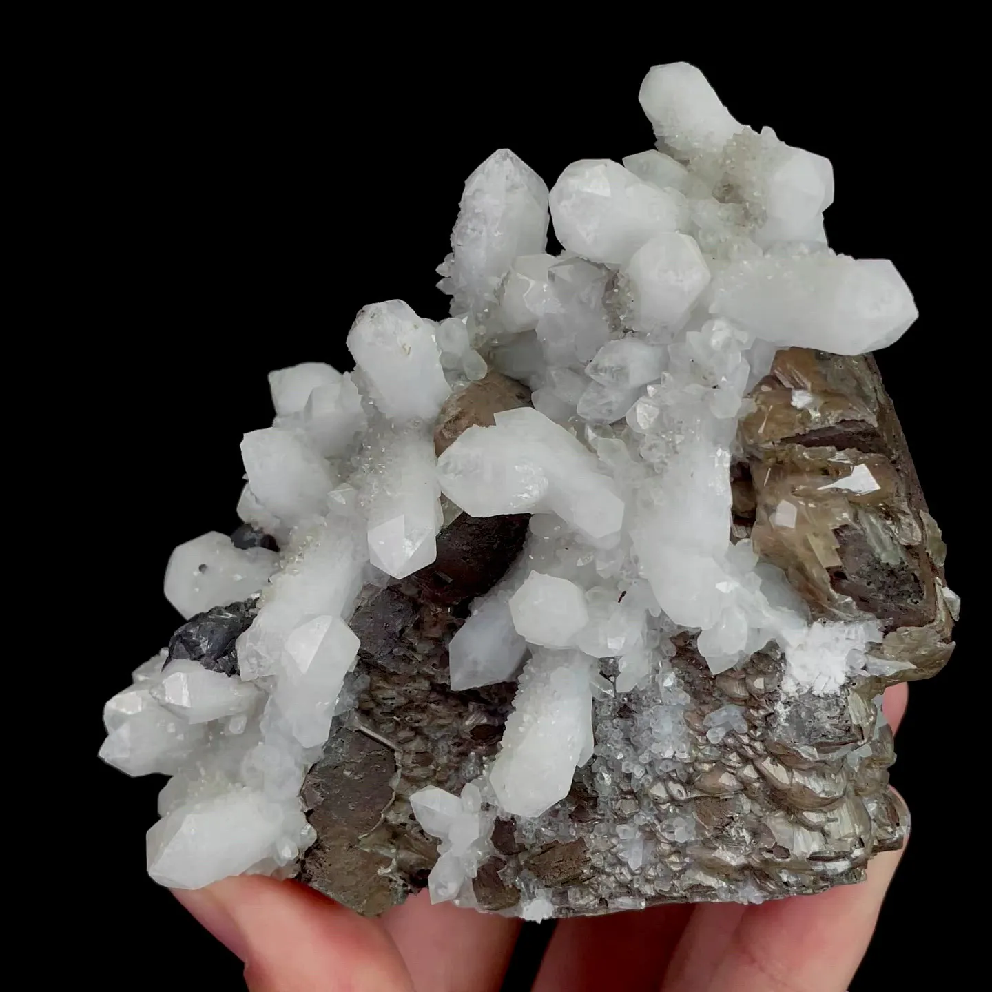 specimen video