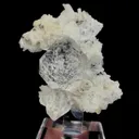 specimen video