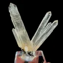 specimen video