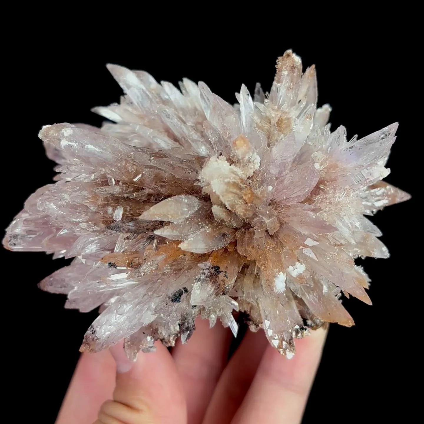 specimen video
