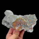 specimen video