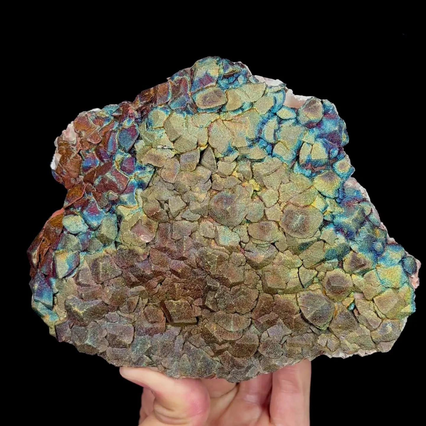 specimen video