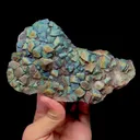 specimen video