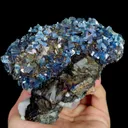 specimen video
