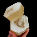 specimen video