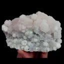 specimen video