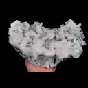 specimen video