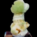 specimen video