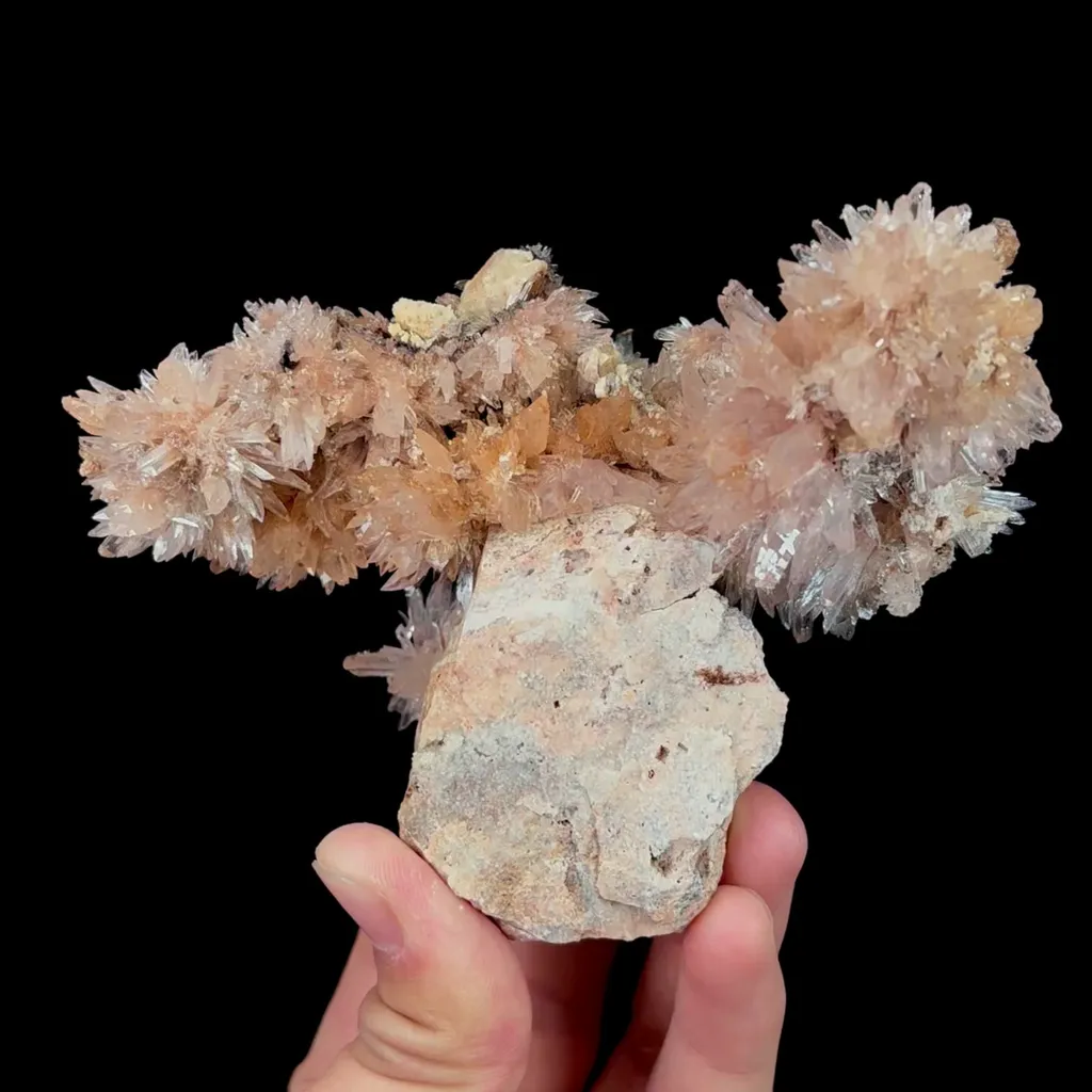 specimen video