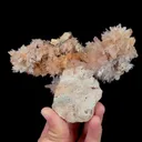 specimen video
