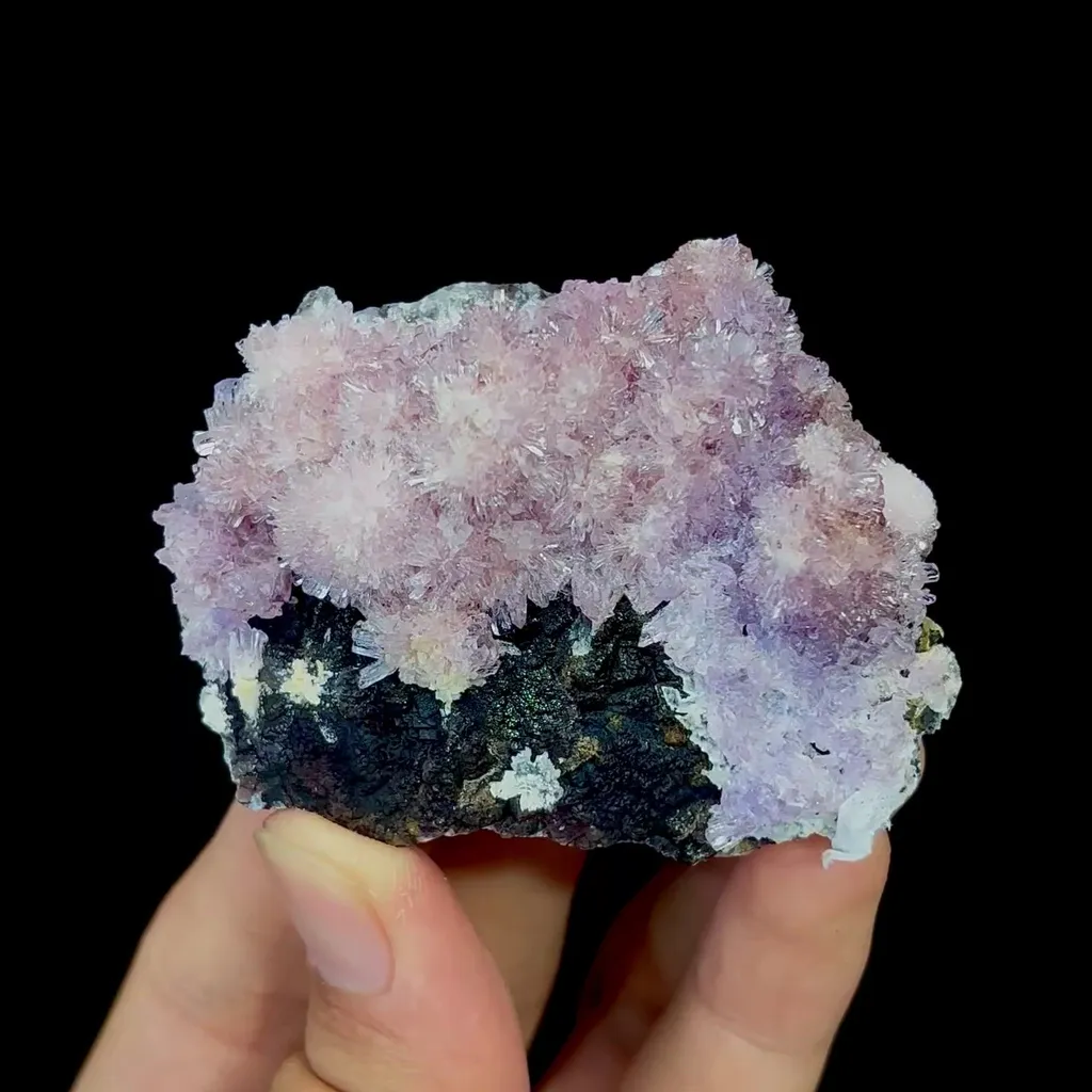 specimen video
