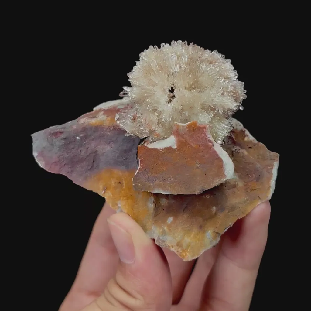 specimen video