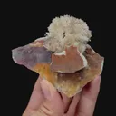 specimen video
