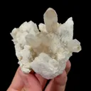 specimen video