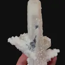 specimen video