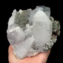 specimen video