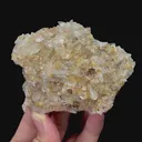specimen video