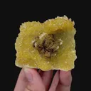specimen video