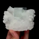 specimen video