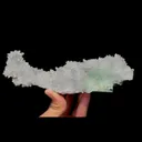 specimen video