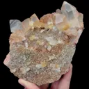 specimen video