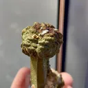 Natural Crystals and Pyrite Coexist comes from Daye,Hubei 20*20*45MM - image 5