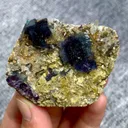 specimen video