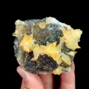 specimen video