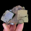specimen video