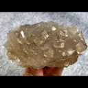 specimen video
