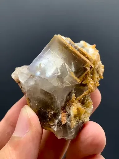 specimen video