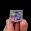 specimen video
