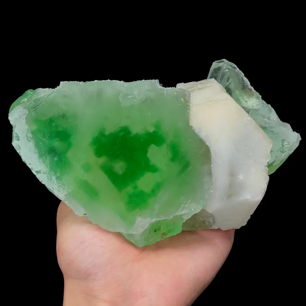 specimen video
